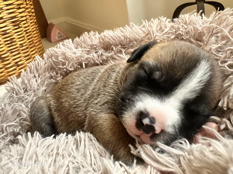 Buttercup – American Bully puppy for sale in Fredericksburg, VA