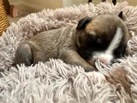 Buttercup, a male American Bully for sale in Fredericksburg, VA – Photo 7 of 8