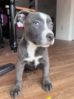 Dolly , a female American Bully and Cane Corso for sale in Fredericksburg, VA – 2 of 10