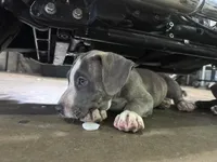 Stormy , a female American Bully and Cane Corso for sale in Fredericksburg, VA – 3 of 5