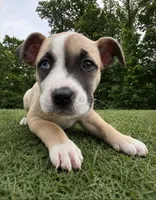Loca, a female American Bully and Cane Corso for sale in Fredericksburg, VA – 2 of 6