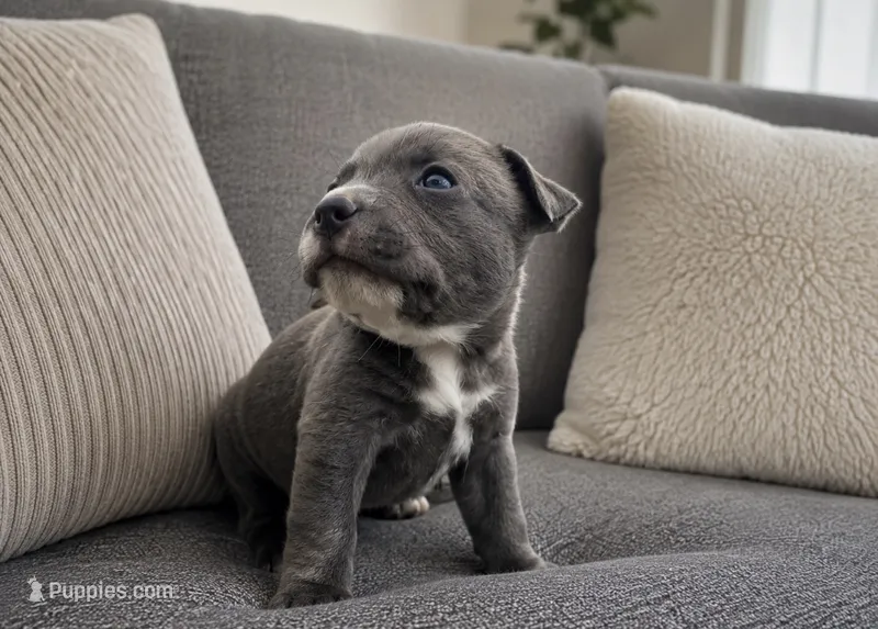 Peachy  – American Bully puppy for sale in Fredericksburg, VA