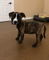 Rocky, a female American Bully and Cane Corso for sale in Fredericksburg, VA – 4 of 6