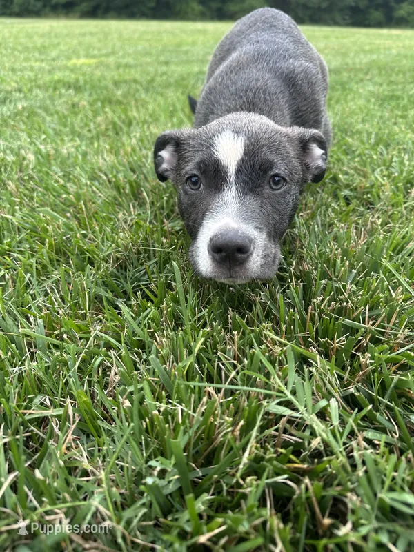 Dolly  – American Bully, Cane Corso puppy for sale in Fredericksburg, VA