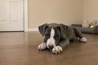 Stormy , a female American Bully and Cane Corso for sale in Fredericksburg, VA – 2 of 5