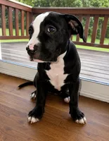 Oreo , a female American Bully and Cane Corso for sale in Fredericksburg, VA – 6 of 9