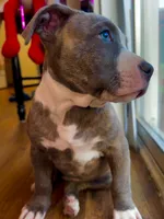 Pick your baby , a male American Bully and Cane Corso for sale in Fredericksburg, VA – 2 of 8