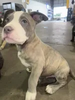 Bluey , a male American Bully and Cane Corso for sale in Fredericksburg, VA – 5 of 7