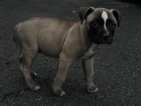 Roxi, a female American Bully and Cane Corso for sale in Fredericksburg, VA – 4 of 6