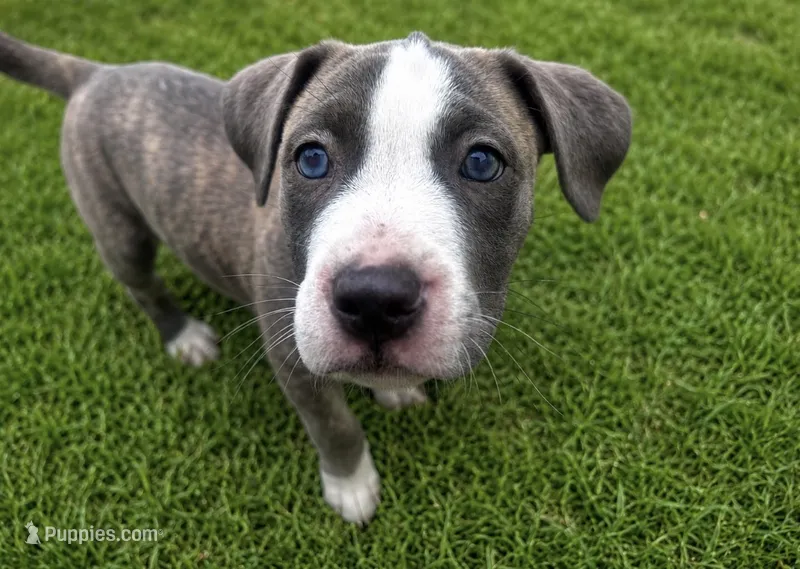 Bluey  – American Bully puppy for sale in Fredericksburg, VA
