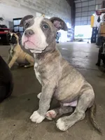 Storm, a male American Bully and Cane Corso for sale in Fredericksburg, VA – 7 of 7