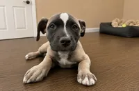 Roxi, a female American Bully and Cane Corso for sale in Fredericksburg, VA – 4 of 10