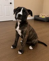 Rocky, a female American Bully and Cane Corso for sale in Fredericksburg, VA – 3 of 6