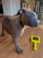 Pick your baby , a male American Bully and Cane Corso for sale in Fredericksburg, VA – 3 of 8