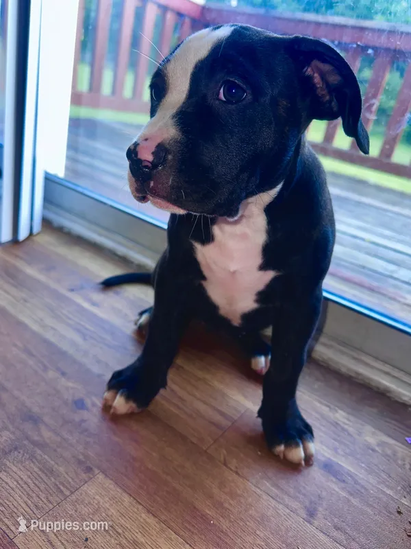 Bubba  – American Bully, Cane Corso puppy for sale in Fredericksburg, VA