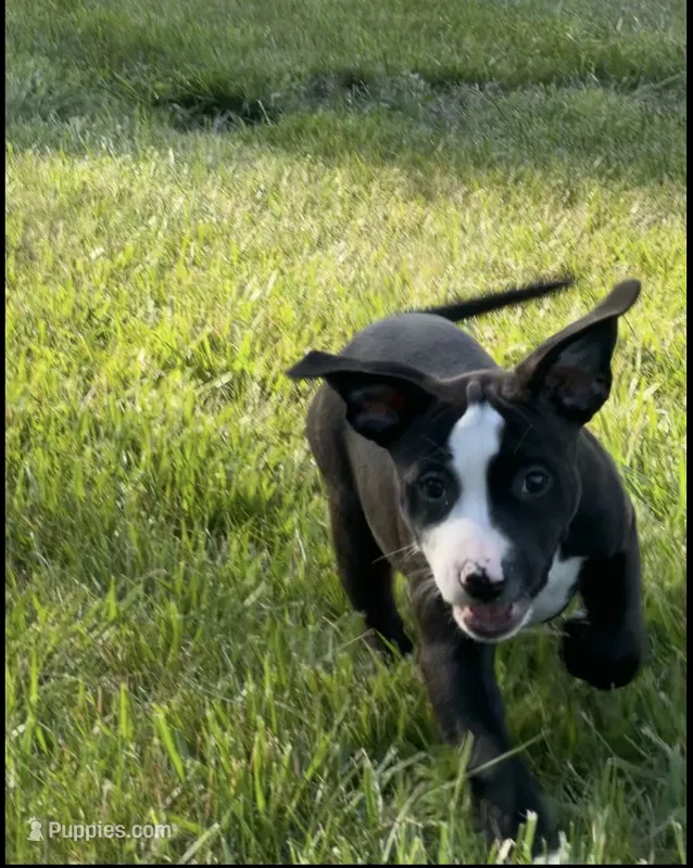Storm – American Bully, Cane Corso puppy for sale in Fredericksburg, VA