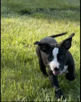 Pick your baby , a male American Bully and Cane Corso for sale in Fredericksburg, VA – 1 of 8