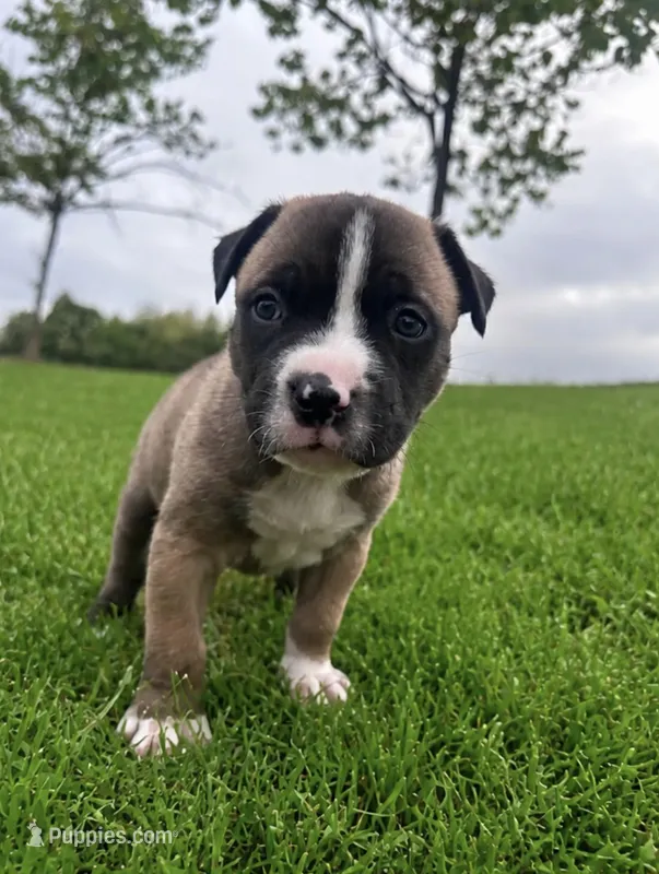 Mac – American Bully puppy for sale in Fredericksburg, VA
