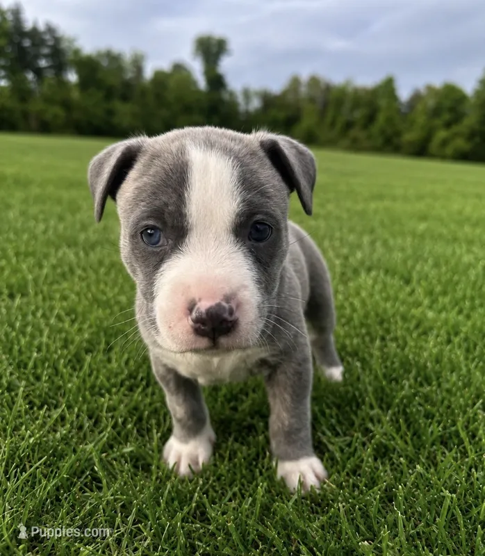 Bluey  – American Bully puppy for sale in Fredericksburg, VA
