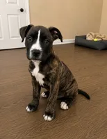 Rocky, a female American Bully and Cane Corso for sale in Fredericksburg, VA – 2 of 6