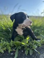 Bubba , a male American Bully for sale in Fredericksburg, VA – 2 of 9