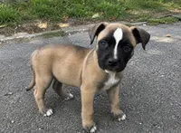 Roxi, a female American Bully and Cane Corso for sale in Fredericksburg, VA – 3 of 6