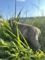 Bluey , a male American Bully and Cane Corso for sale in Fredericksburg, VA – 3 of 9