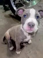 Storm, a male American Bully and Cane Corso for sale in Fredericksburg, VA – 2 of 7