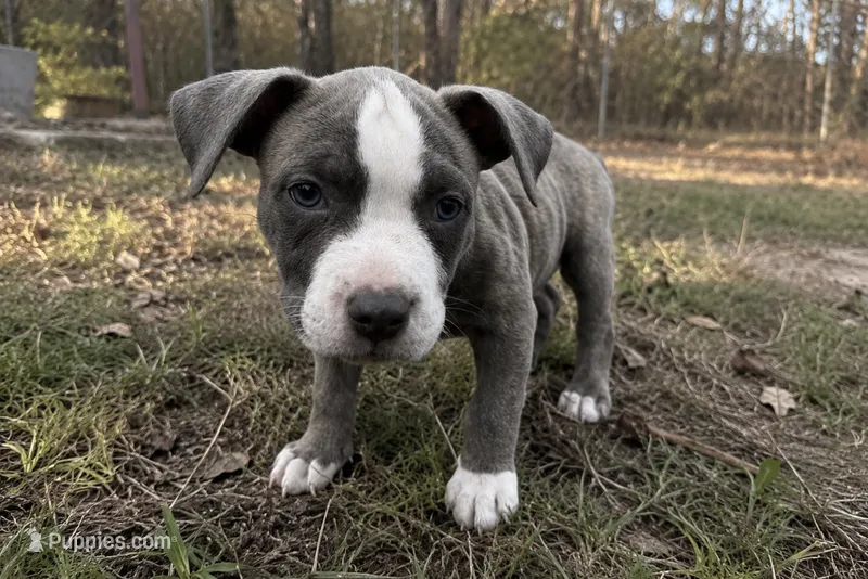 Stormy  – American Bully puppy for sale in Fredericksburg, VA