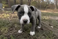 Stormy , a female American Bully and Cane Corso for sale in Fredericksburg, VA – 1 of 6