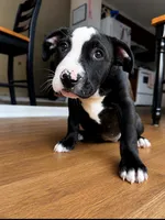 Oreo , a female American Bully and Cane Corso for sale in Fredericksburg, VA – 7 of 9