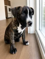 Rocky, a male American Bully and Cane Corso for sale in Fredericksburg, VA – 2 of 7