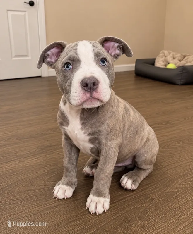 Bluey  – American Bully, Cane Corso puppy for sale in Fredericksburg, VA