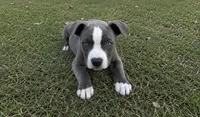 Peachy , a female American Bully and Cane Corso for sale in Fredericksburg, VA – 1 of 2