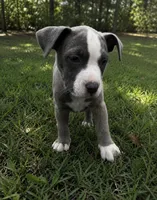 Bluey , a male American Bully and Cane Corso for sale in Fredericksburg, VA – 2 of 5