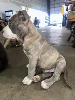 Storm, a male American Bully and Cane Corso for sale in Fredericksburg, VA – 5 of 7