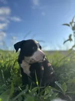 Bubba , a male American Bully for sale in Fredericksburg, VA – 3 of 9
