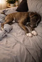 Bear , a male Cane Corso for sale in Fredericksburg, VA – 2 of 2