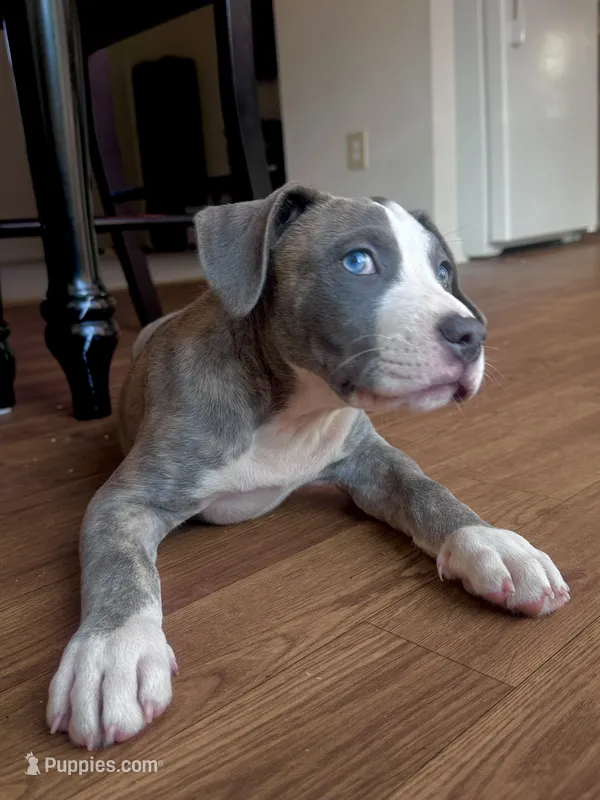 Stormy  – American Bully, Cane Corso puppy for sale in Fredericksburg, VA