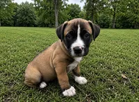 Mac, a male American Bully and Cane Corso for sale in Fredericksburg, VA – 3 of 5