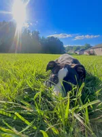 Oreo , a female American Bully and Cane Corso for sale in Fredericksburg, VA – 3 of 9