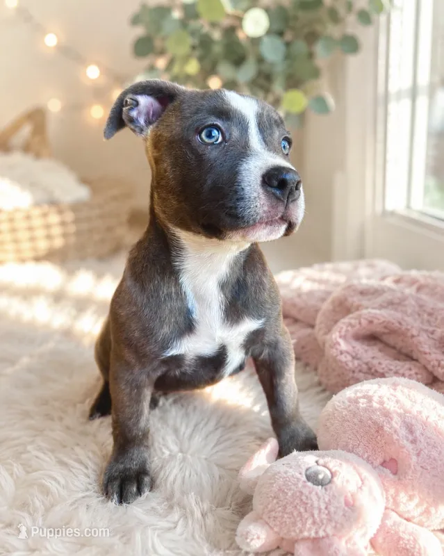 Dolly  – American Bully, Cane Corso puppy for sale in Fredericksburg, VA