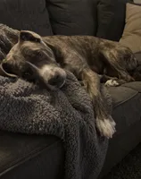 Roxi, a female American Bully and Cane Corso for sale in Fredericksburg, VA – 6 of 6