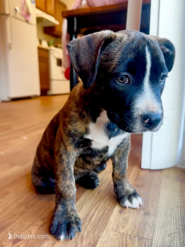 Rocky – American Bully, Cane Corso puppy for sale in Fredericksburg, VA