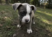 Stormy , a female American Bully and Cane Corso for sale in Fredericksburg, VA – 3 of 6