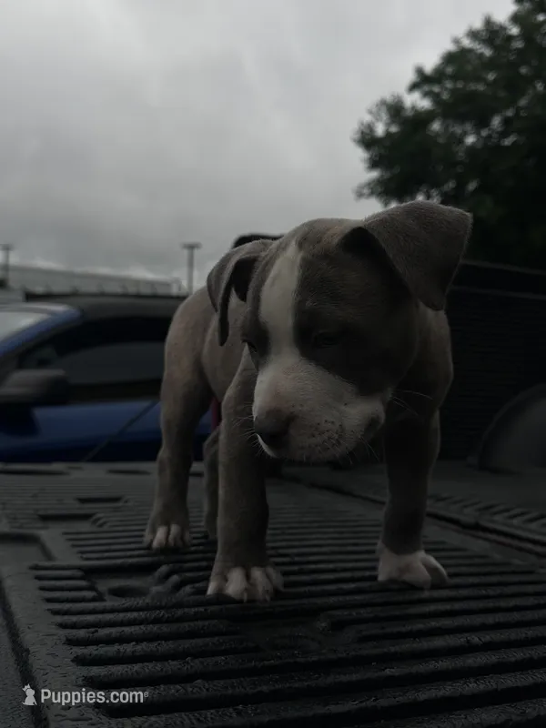 Stormi – American Bully puppy for sale in Fredericksburg, VA