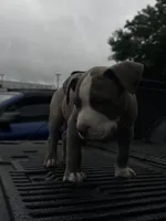 Stormi, a male American Bully and Cane Corso for sale in Fredericksburg, VA – 1 of 1