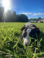 Oreo , a female American Bully and Cane Corso for sale in Fredericksburg, VA – 4 of 9