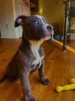 Dolly , a female American Bully and Cane Corso for sale in Fredericksburg, VA – 3 of 10