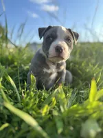 Stormy , a female American Bully for sale in Fredericksburg, VA – 2 of 5